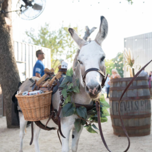 Donkey helped us at the show!